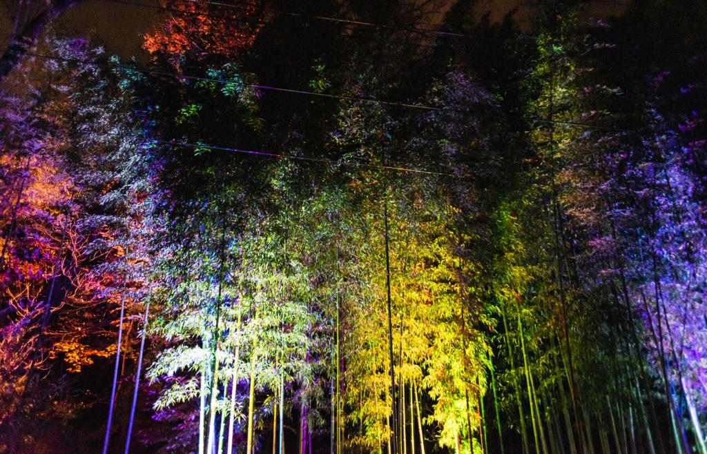 Drive Thru Christmas Lights Nc