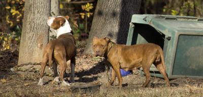 268_tethered dogs__Q1V8445.jpg