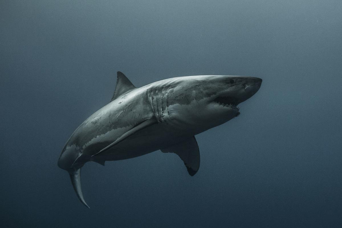 The Great White Shark (copy)