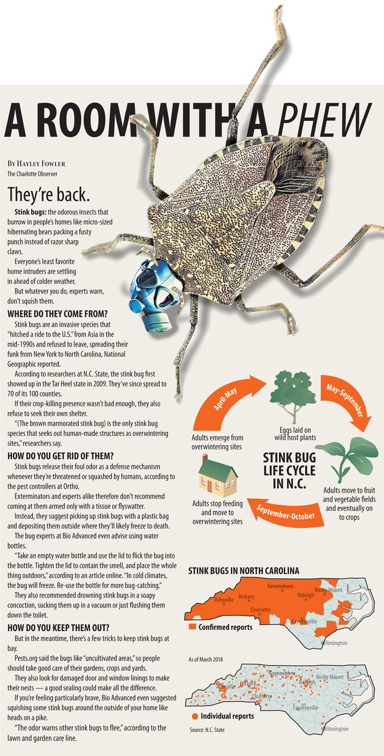 Squish at your own peril How to get stink bugs out of your house — and