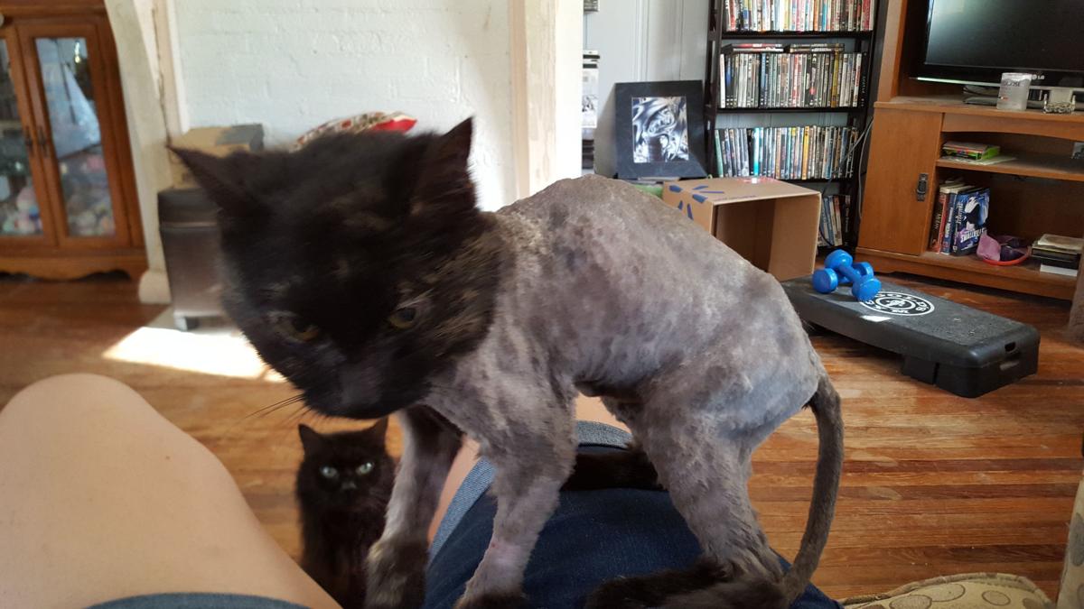 Extreme Makeover Feline Edition Blog The Pet Shop Greensboro Com