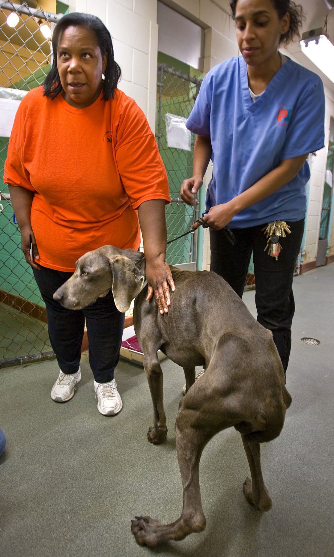 97 Dogs Seized At Kennel Latest News Greensboro Com
