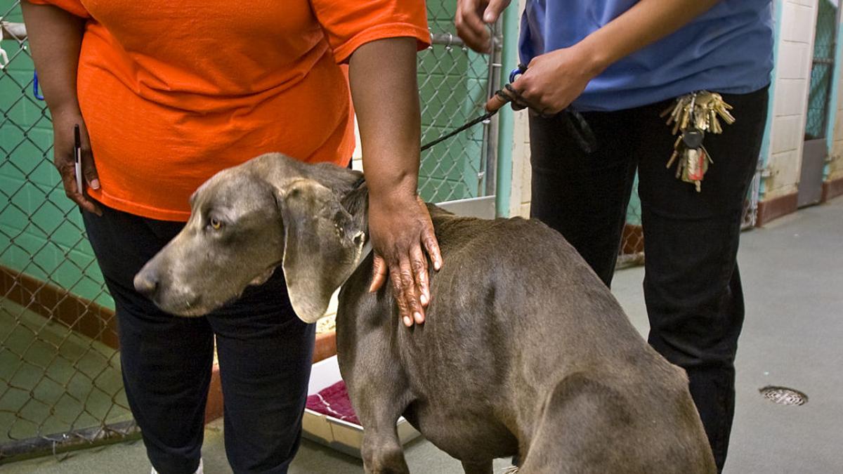 97 Dogs Seized At Kennel Latest News Greensboro Com