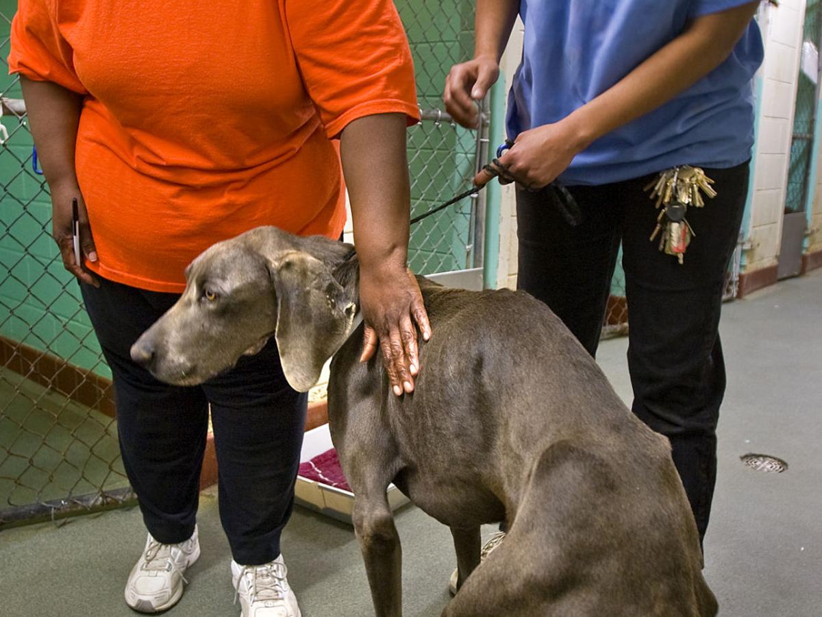 97 Dogs Seized At Kennel Latest News Greensboro Com 97 Dogs Seized At Kennel Latest News Greensboro Com