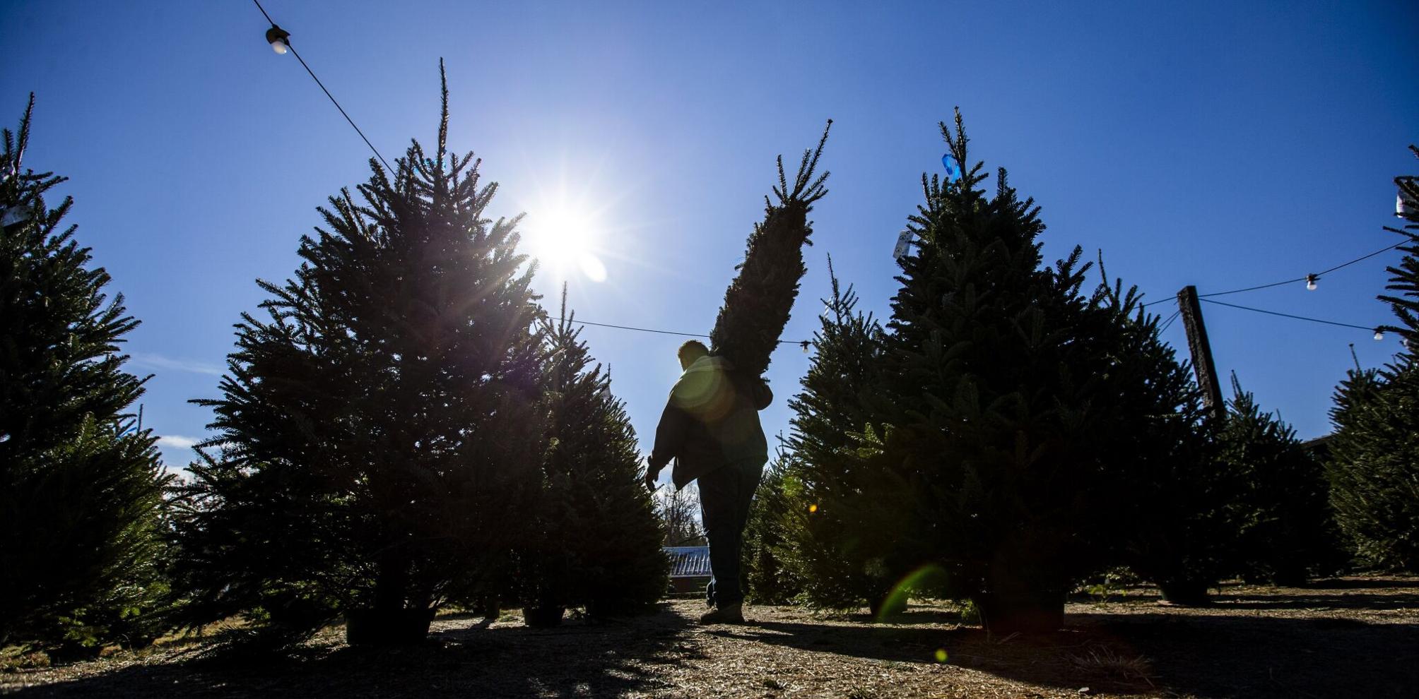 Christmas trees grow on old tobacco farm in Guilford County