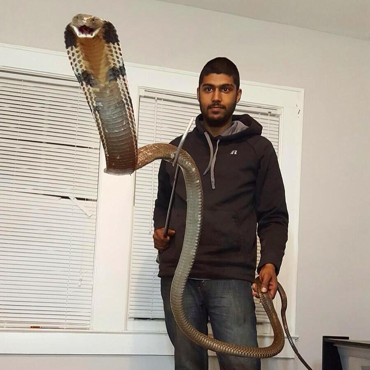 34 Snakes Removed From Orange County King Cobra Bite Victim S Home