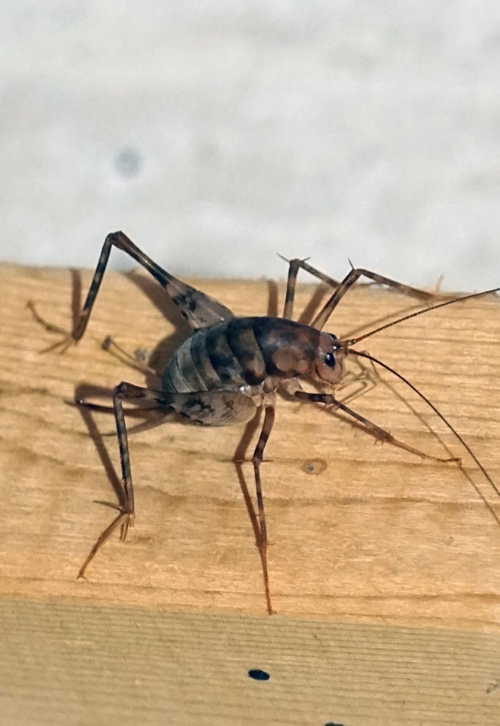 Spider Crickets The Bugs You Don T Want In Your House This Fall Lifestyles Greensboro Com