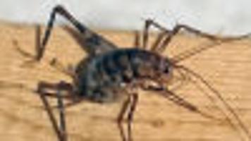Spider Crickets The Bugs You Don T Want In Your House This Fall Lifestyles Greensboro Com