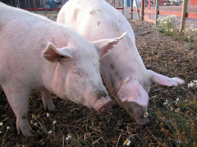 pig