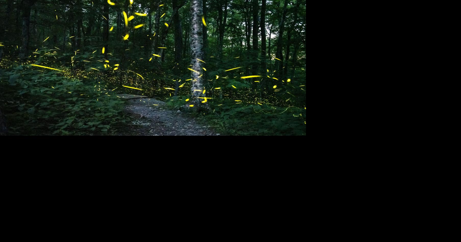 Blink of an eye North Carolina fireflies is 'nature taking place' before your eyes