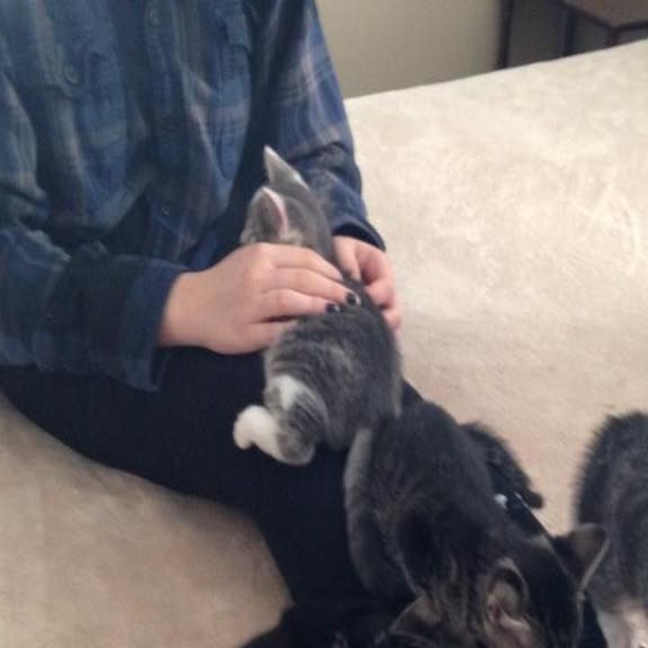 Greensboro College Professor Saves Blind Kittens And Mother Cat