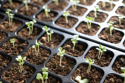 Seed tray