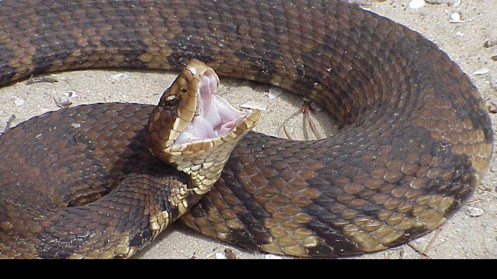 How To Spot And Correctly Identify North Carolina S Six Venomous Snakes State Greensboro Com