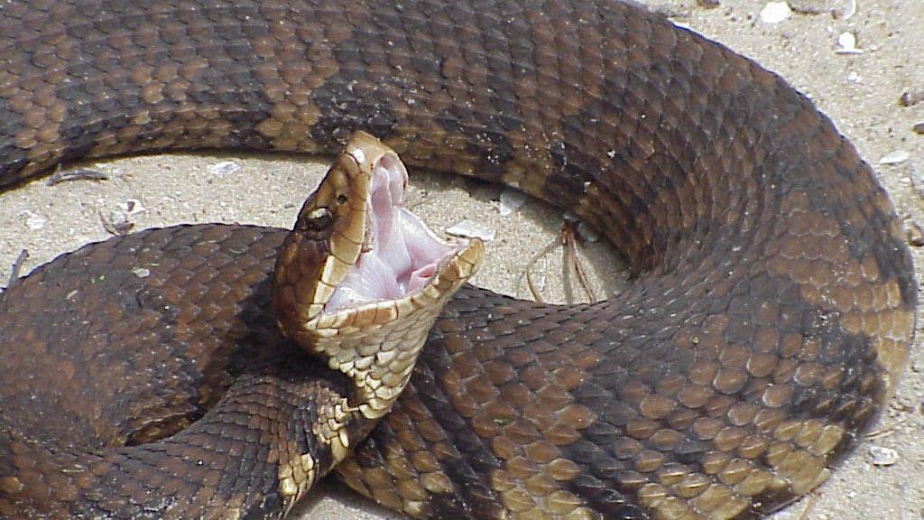 How To Spot And Correctly Identify North Carolina S Six Venomous Snakes State Greensboro Com How To Spot And Correctly Identify North Carolina S Six Venomous Snakes State Greensboro Com