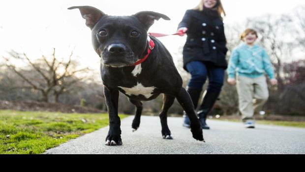 pit bull owners disagree with killer