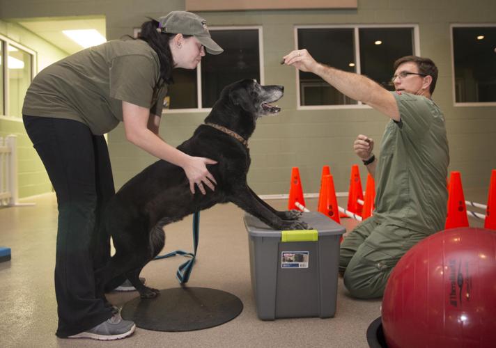 Pet Therapy