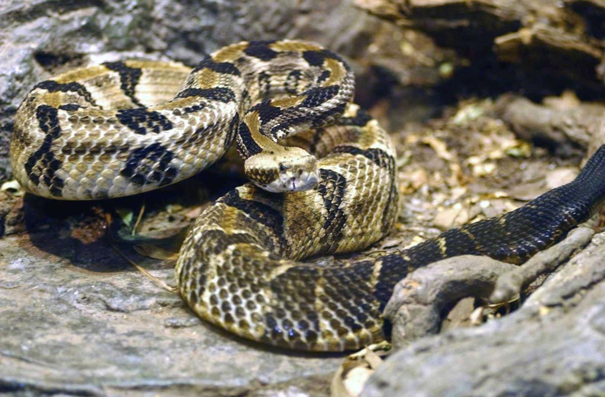 How the Snake Lost Its Legs by Lewis I. Held, Jr.