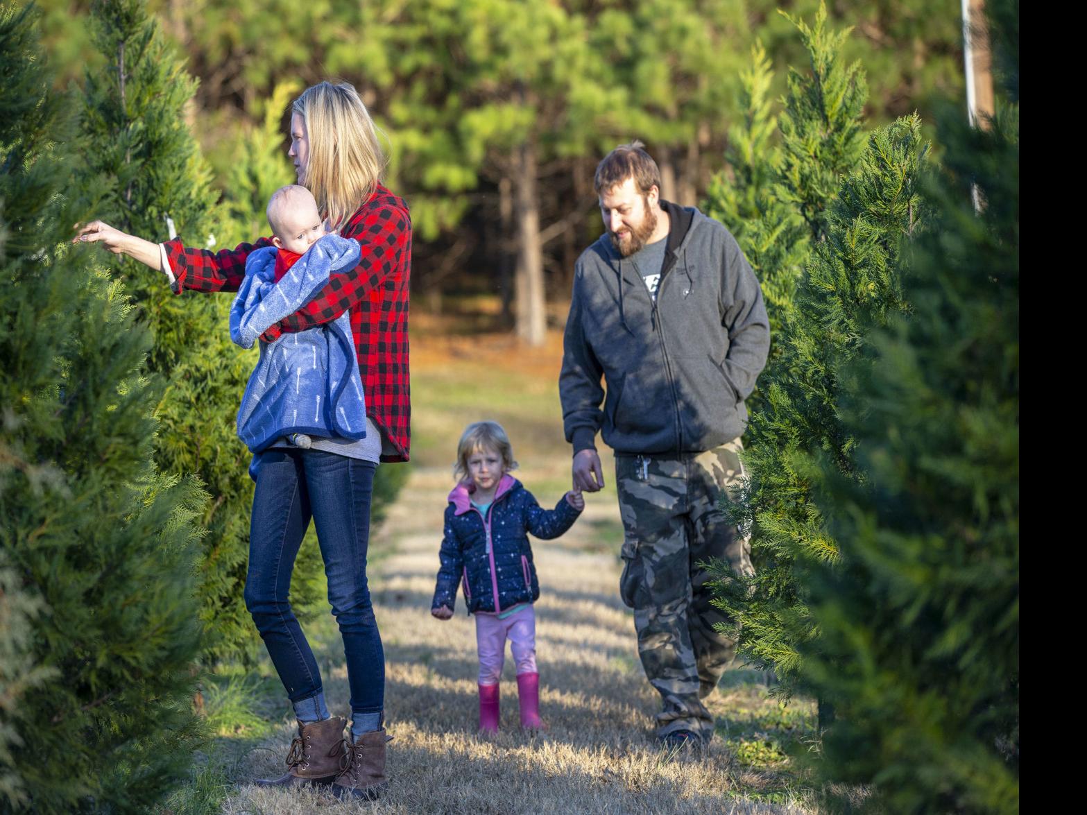 Photos Christmas Tree Shopping At Hickory Creek Farm Gallery Greensboro Com