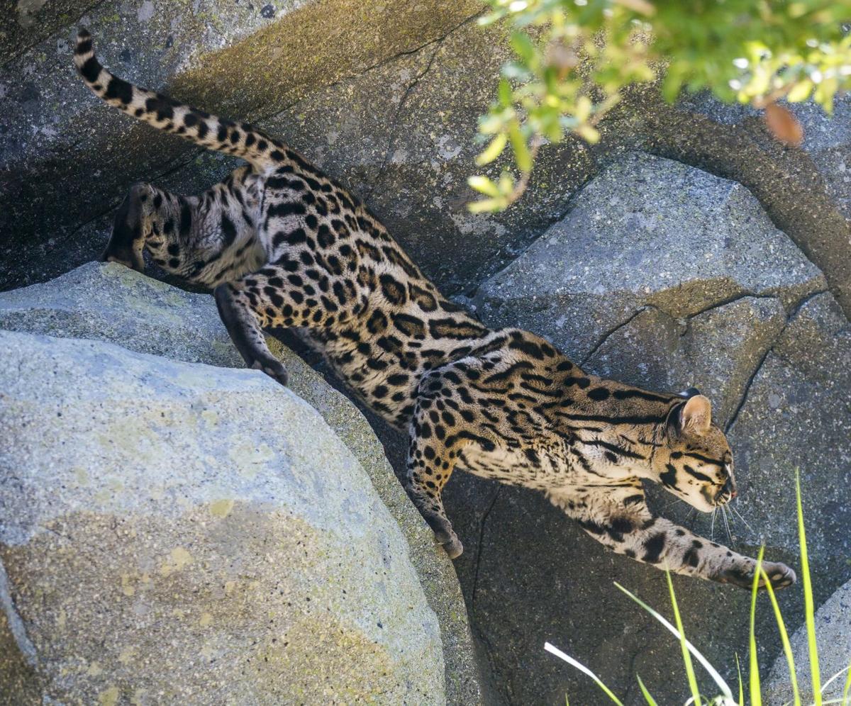 N.C. Zoo opens new ocelot habitat | Life | greensboro.com