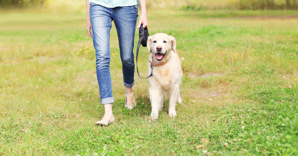 Consider these spring cleaning tips by the American Kennel Club | Blog: The Pet Shop