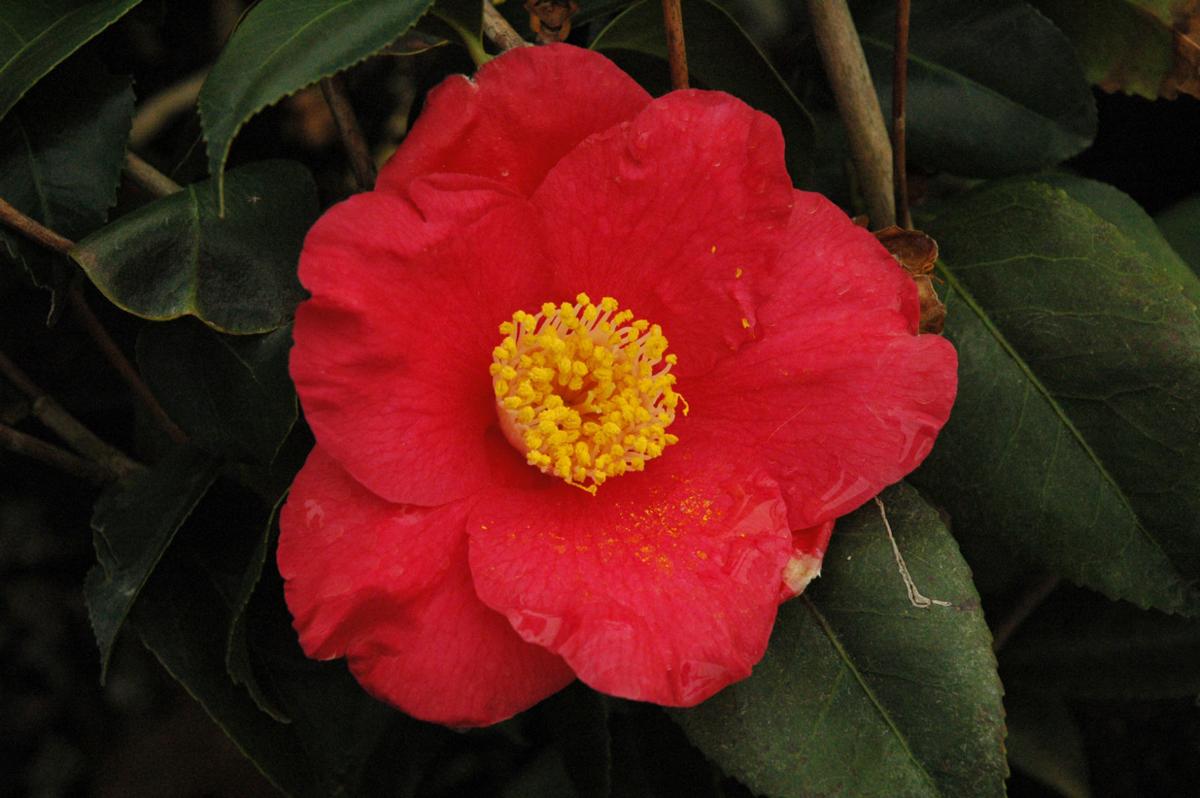 From Our Gardens: Camellias | Lifestyles | greensboro.com