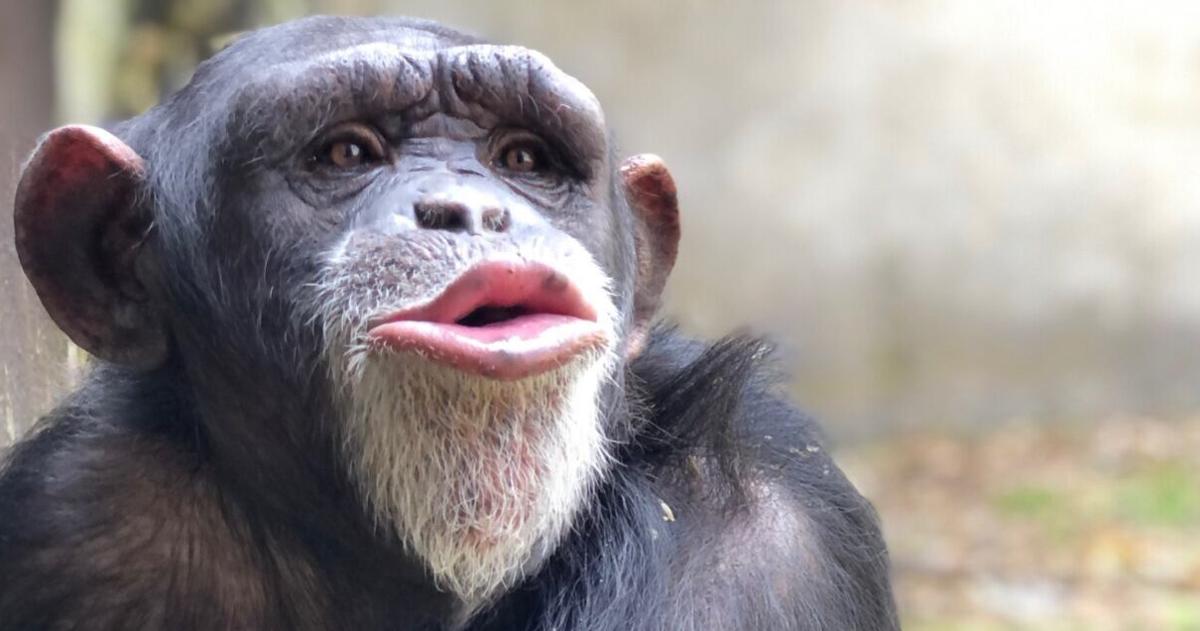 Chimp who was 'quirky and full of sass' has died, NC Zoo says