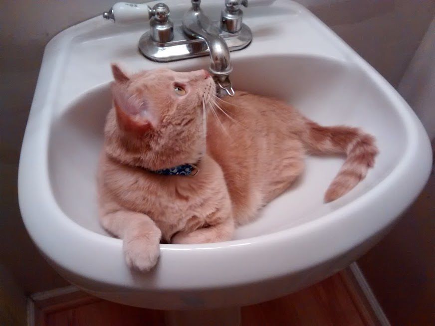 Cats Favorite Watering Hole Is The Bathroom Sink The