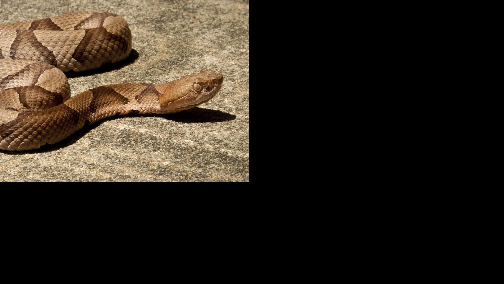Pick Your Poison Snake Bites Hurt But So Does Seeing The Medical Bill Local News Greensboro Com