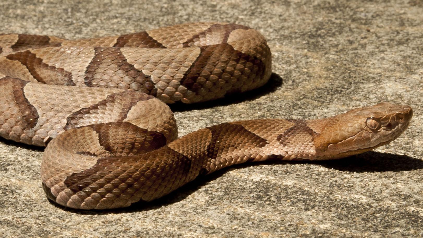 Pick Your Poison Snake Bites Hurt But So Does Seeing The Medical Bill Local News Greensboro Com Pick Your Poison Snake Bites Hurt But So Does Seeing The Medical Bill Local News Greensboro Com