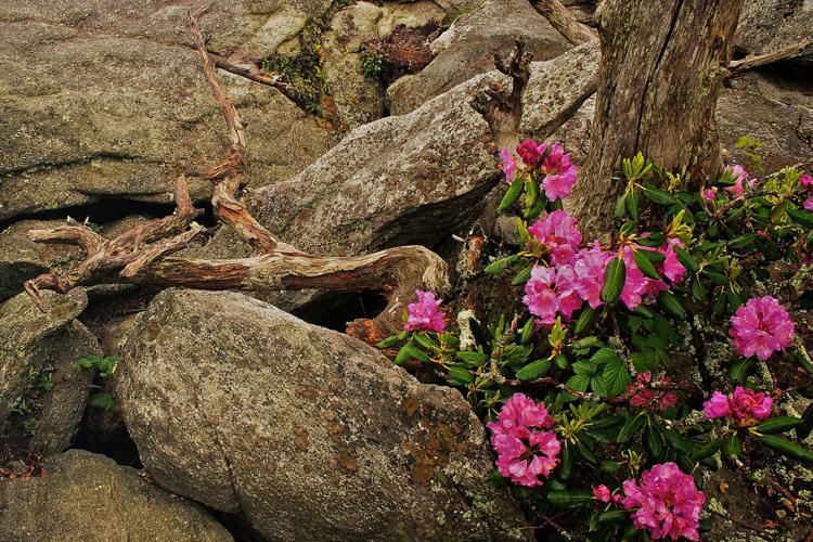 grandfather-mountain-photo3