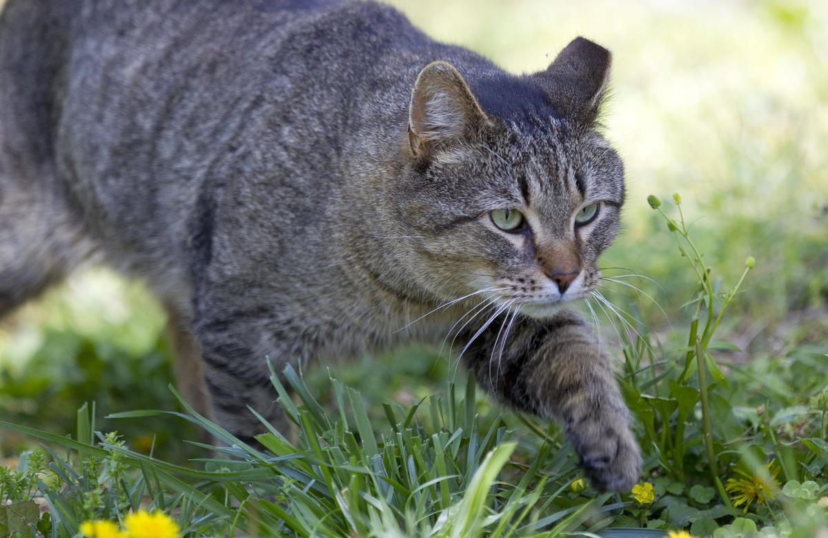 Guilford Animal Shelter To Start Barn Cat Program News