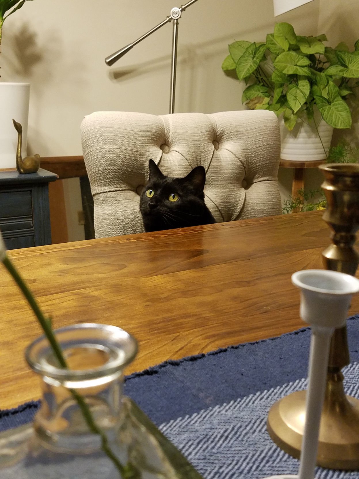 Cat sitting on top table