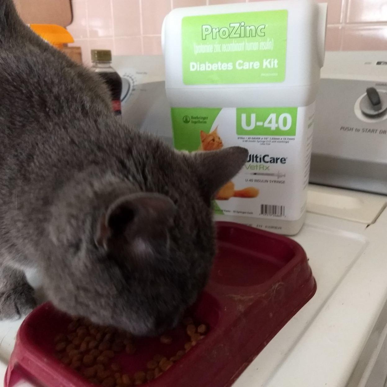 The Pet Shop Owner Ponders How Two Of Her Cats Became Diabetic Blog The Pet Shop Greensboro Com