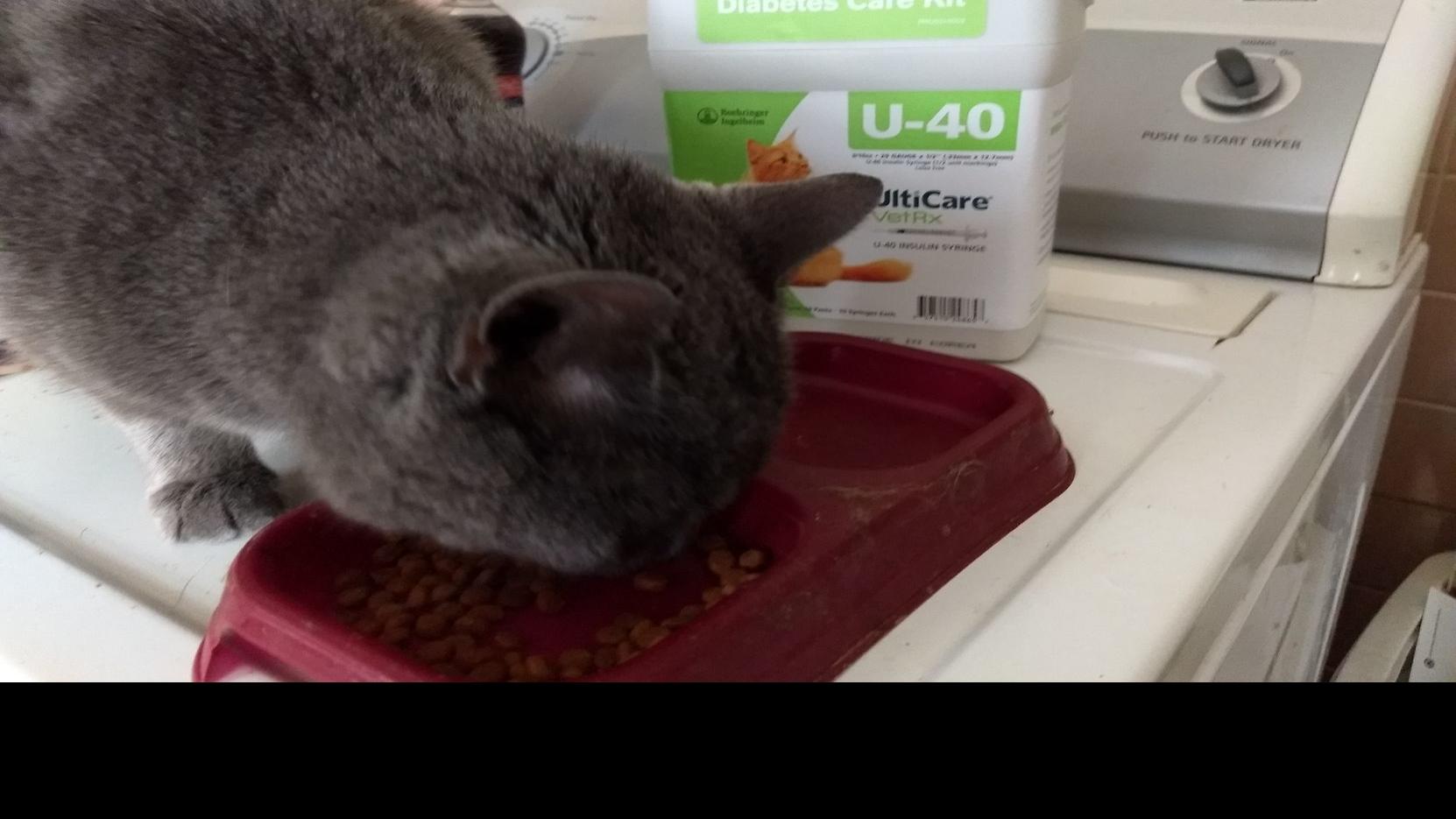The Pet Shop Owner Ponders How Two Of Her Cats Became Diabetic