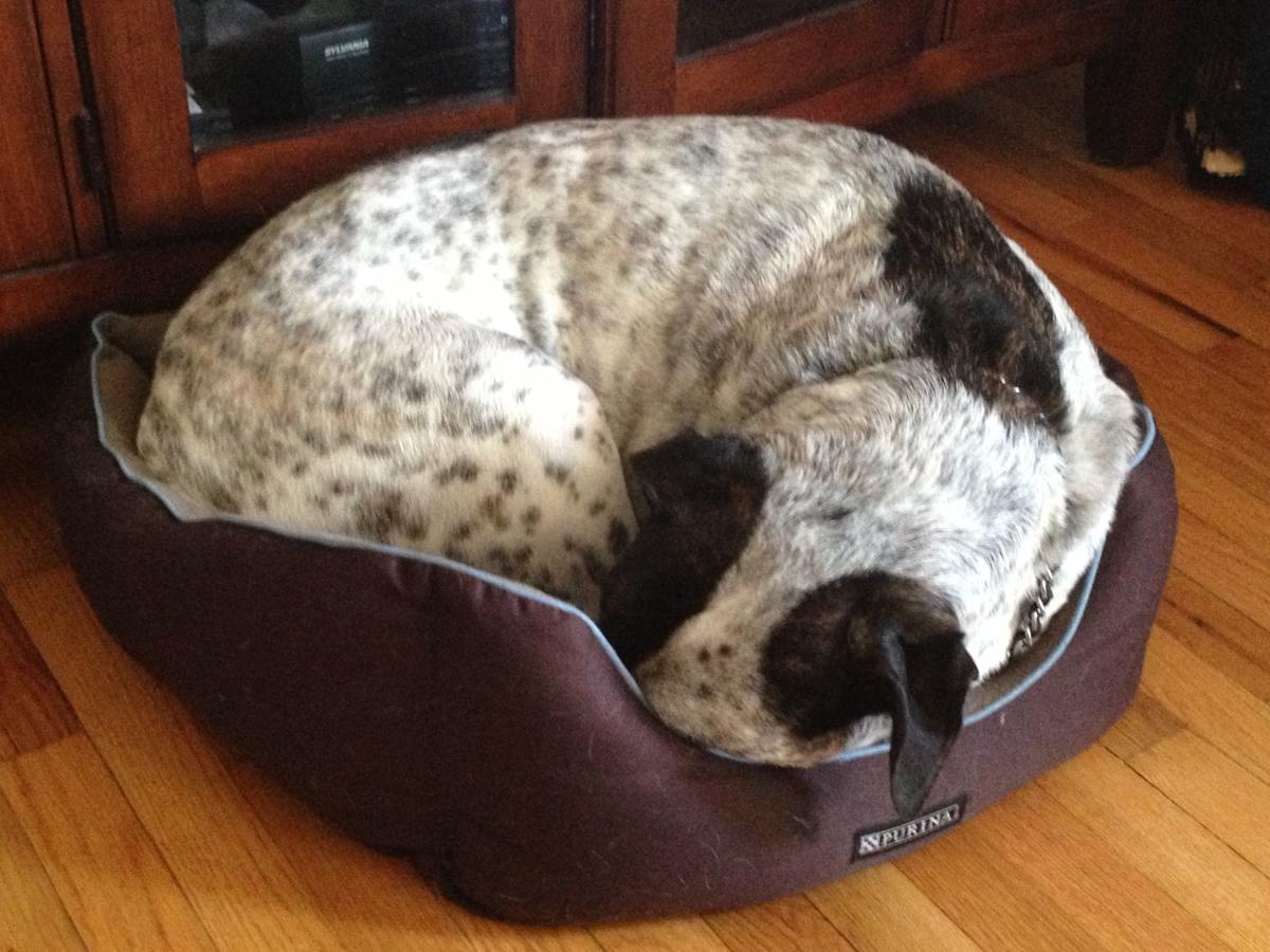 The Pet Shop Old Adage Rings True Let Sleeping Dogs Lie