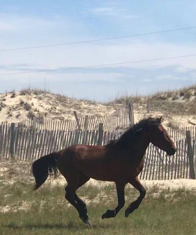 Hurricane the wild horse