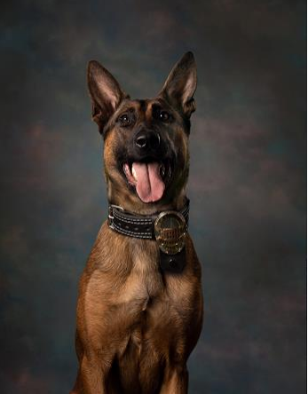 Westerville K9 Bruno receives donation of body armor