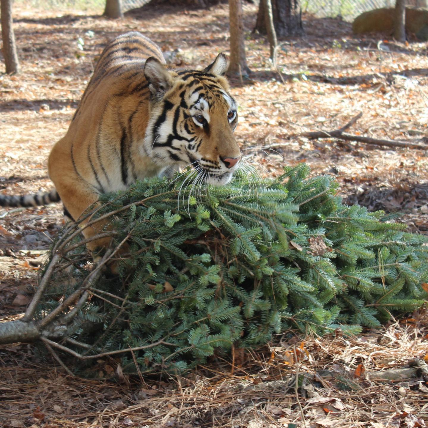 Your Christmas Tree Could Be The Perfect Present For A Big Cat At