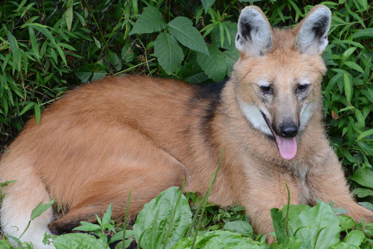 Greensboro Science Center What’s New in Animal Discovery Zoo