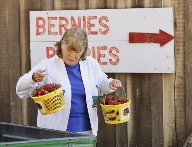 Where to go pick your own strawberries in Greensboro