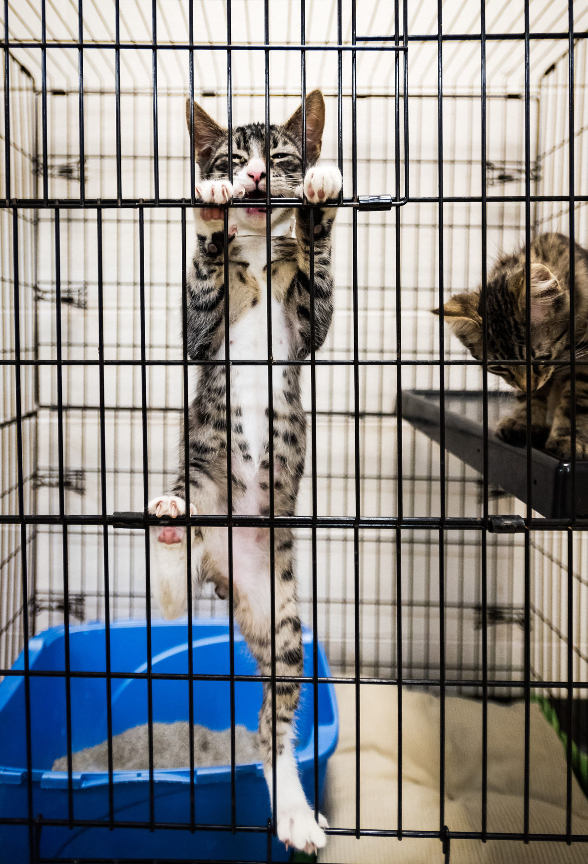 Davidson County animal shelter full; animals may be euthanized within