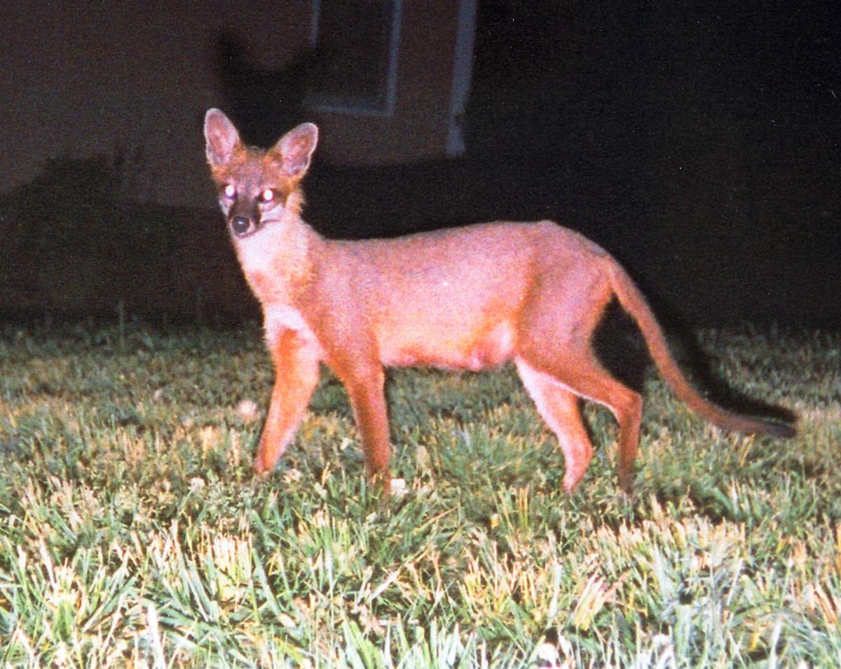 The dingo is a true-blue, native Australian species