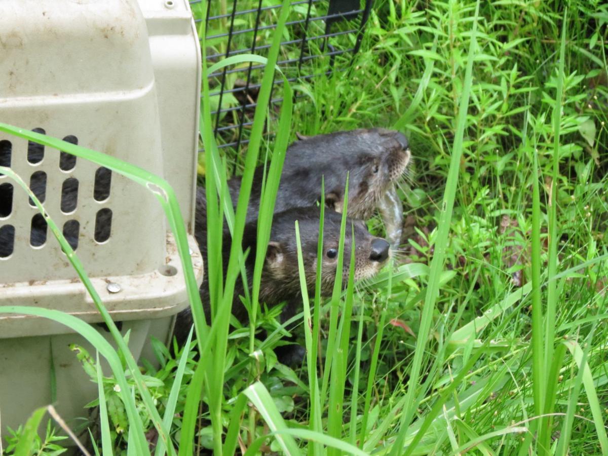 Otter pups orphaned when mother hit by car released back to the wild, N