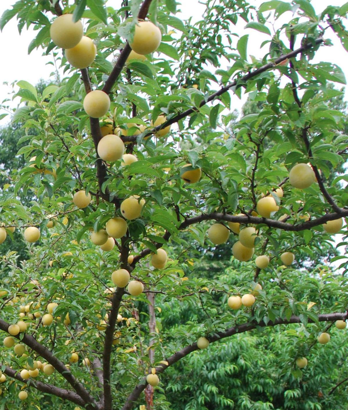From Our Gardens What you need to know about fruit trees Lifestyles