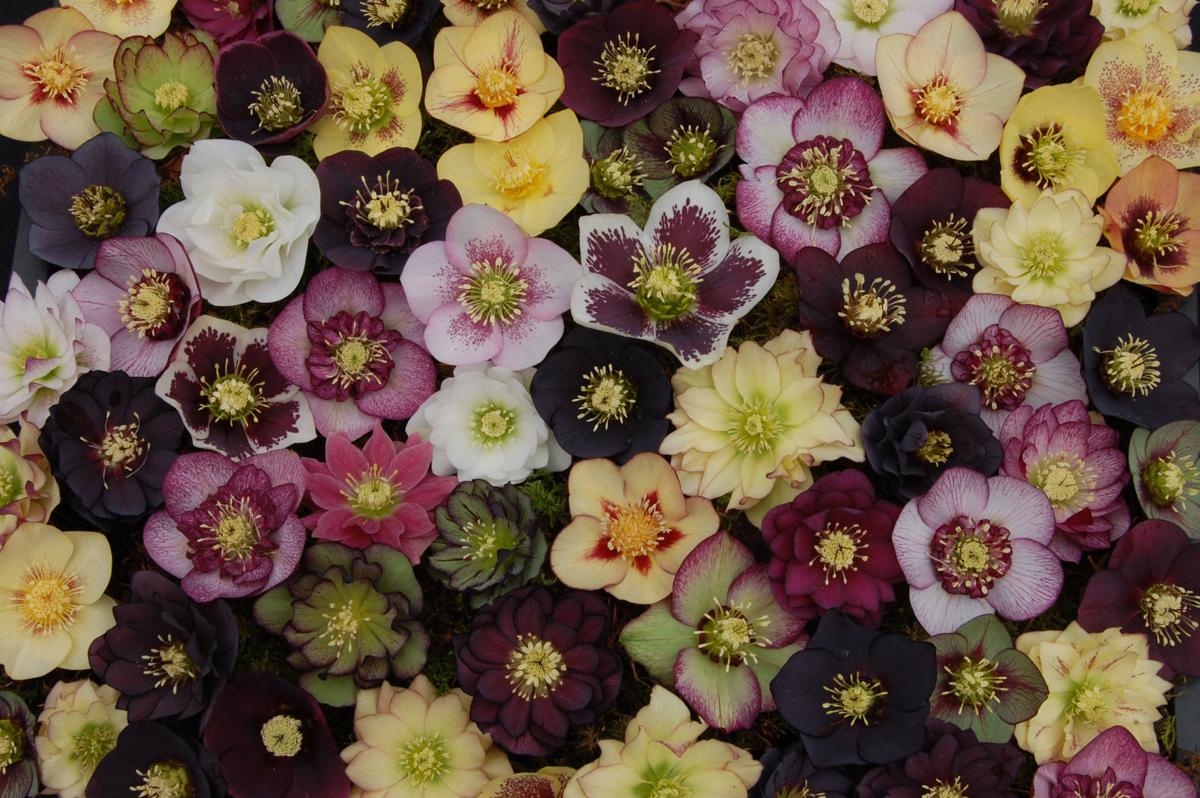 The Hellebore Popular Early And Now Available In A Dazzling
