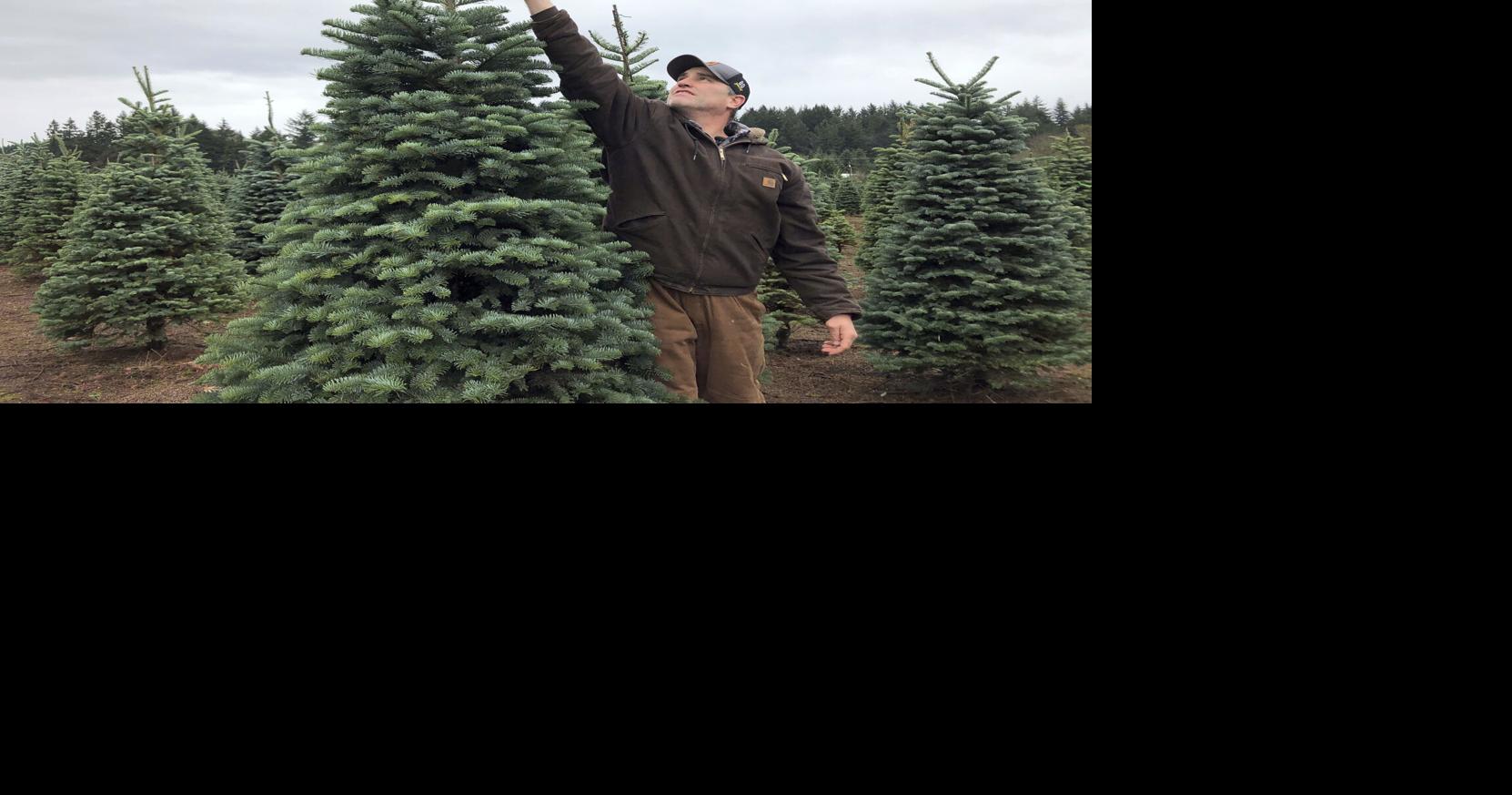 Christmas Tree Shortage North Carolina 2022 An N.c. Christmas Tree Shortage Has Some Ringing Alarm Instead Of Jingle  Bells | State And Regional News | Greensboro.com