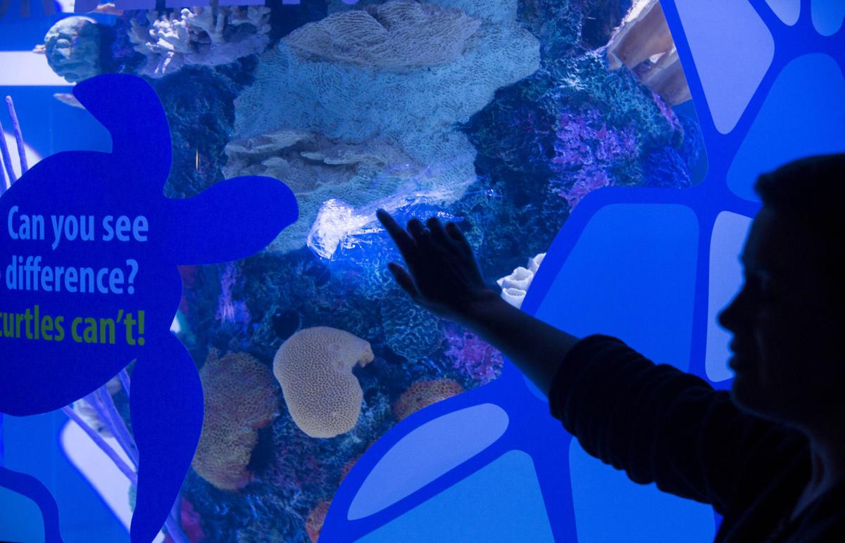 Wiseman Aquarium expansion at Greensboro Science Center