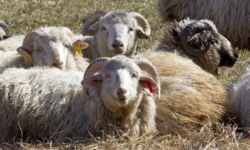 Kingsdown Using Natural Wool From N.C.
