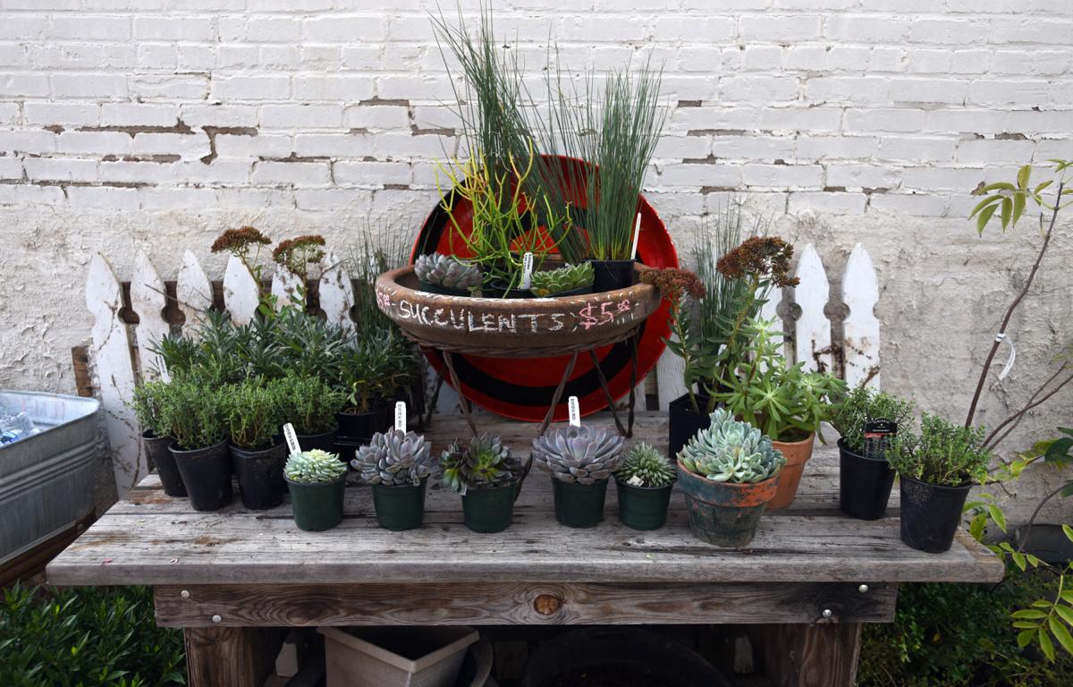 Amy Dixon A Passion For Plants Leads Two Friends To Open Downtown Garden Shop In Winston Salem Lifestyles Greensboro Com