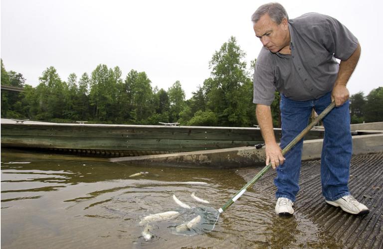 Plant control in lakes? Go, fish